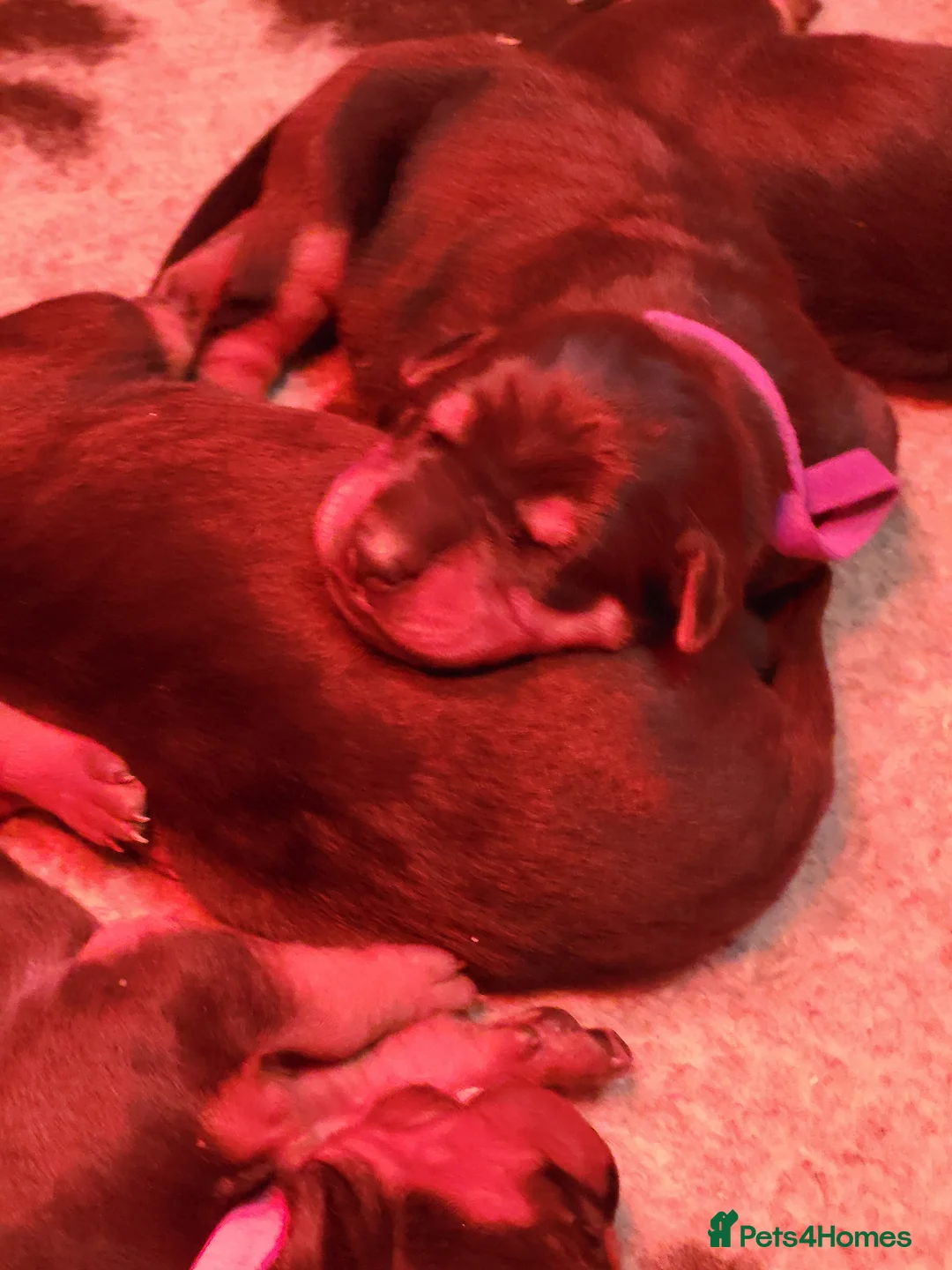 Chinese Red Dog dogs for sale: Chinese Red dog Pups available - Advert 4