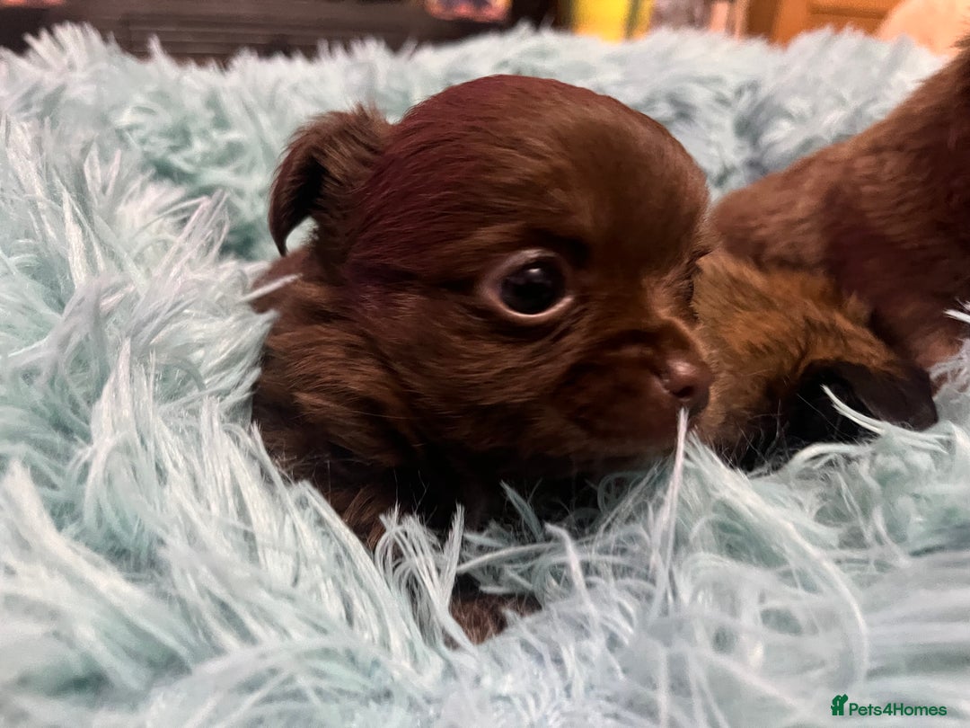 Chihuahua dogs for sale: 3 Gorgeous long coats boys - Advert 7