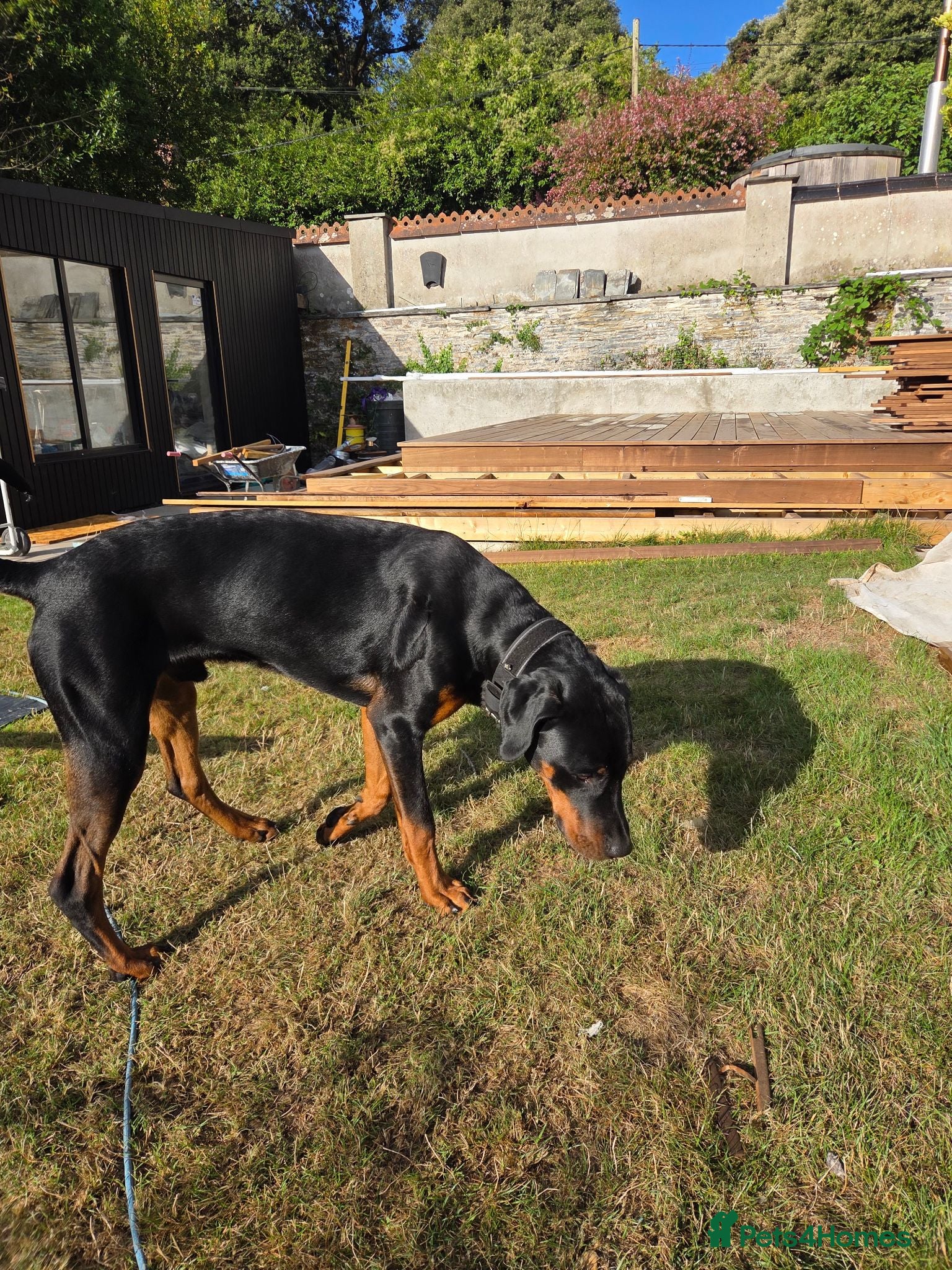 Dobermann dogs Mixed doberman/rottweiler  - Advert 2