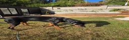 Dobermann dogs for sale: Mixed doberman/rottweiler  in Saint Columb - Advert 2