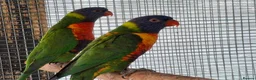 Lorikeets birds for sale: Rainbow Lorikeets for sale in Mansfield - Advert 2
