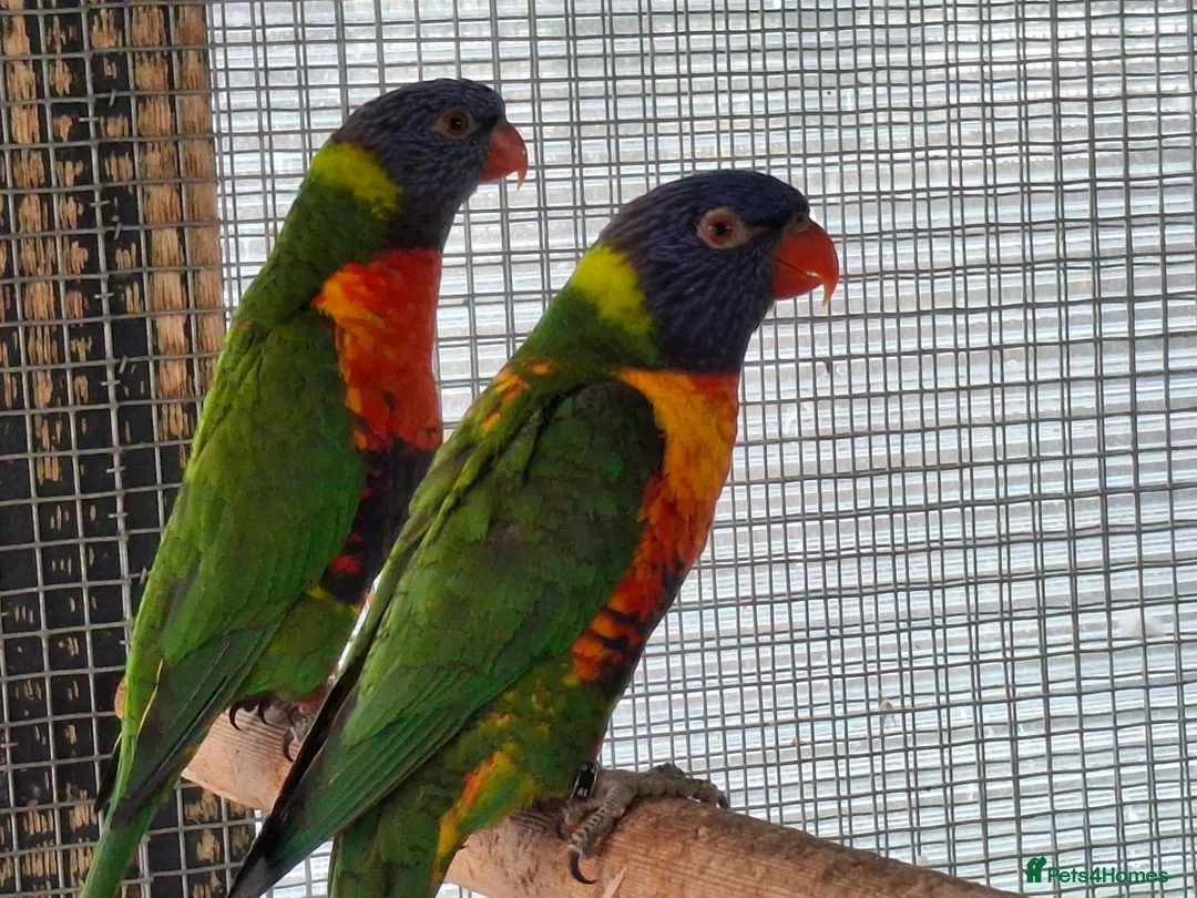 Lorikeets birds for sale: Rainbow Lorikeets for sale in Mansfield - Advert 2