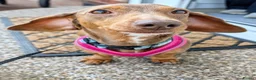 Miniature Dachshund dogs for sale: Long haired miniature dachshund - Advert 1