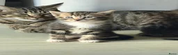 Domestic Shorthair cats for sale: Beautiful kittens for sale - Advert 4