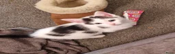 Mixed Breed cats for sale: Playful kittens looking for their furrever homes - Advert 6