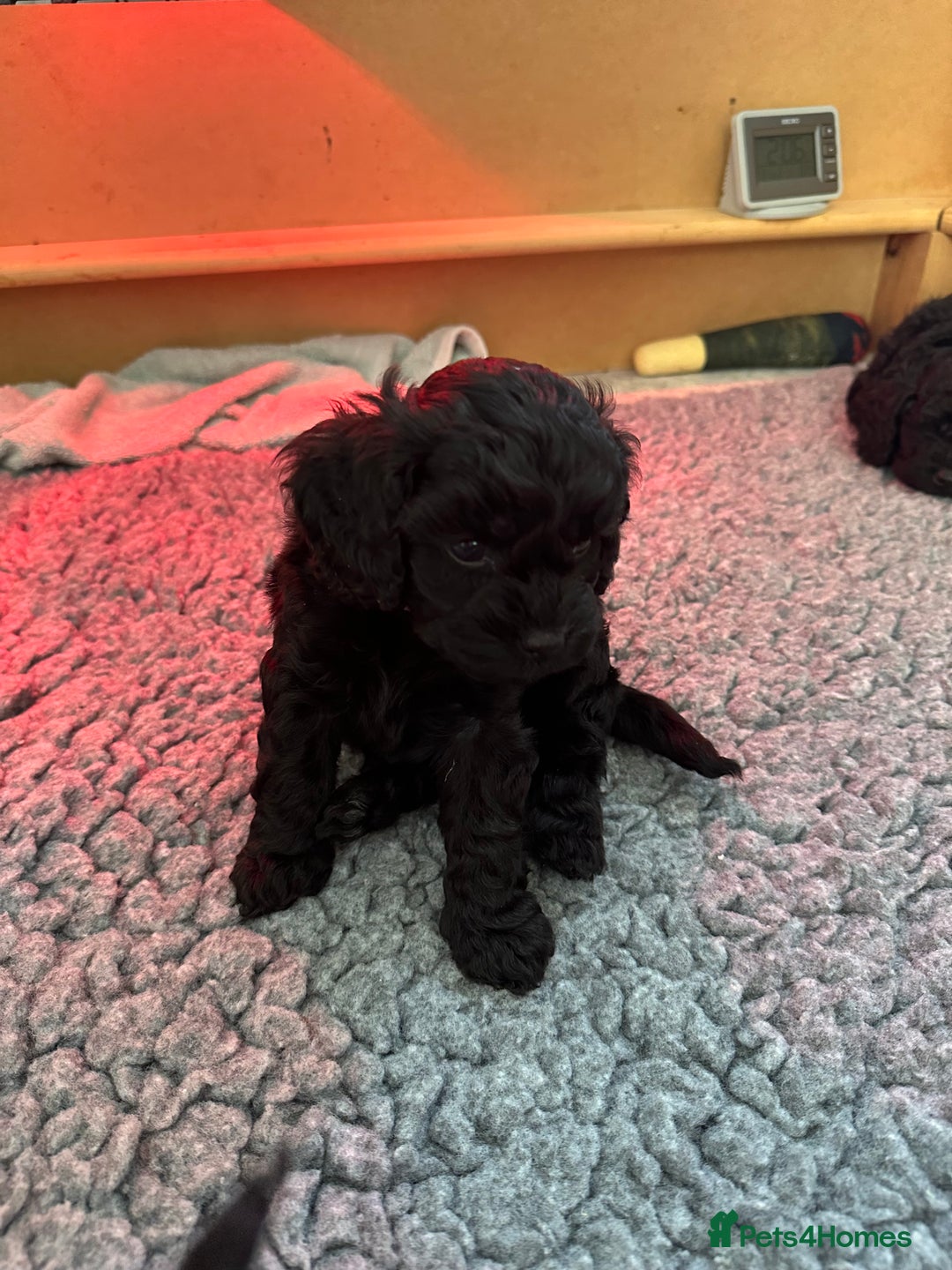 Cavapoo dogs for sale: Gorgeous Rare-Colouring Cavapoo Puppies - Advert 32