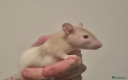 Rat rodents for sale: Various rat - Image 8
