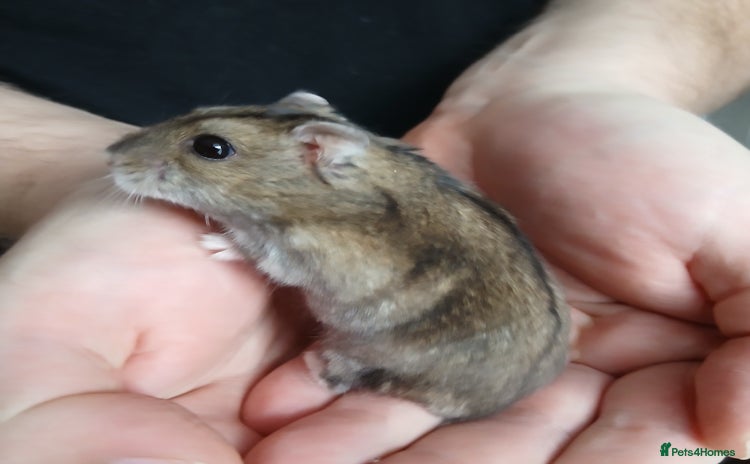 Hamster rodents - Advert 1