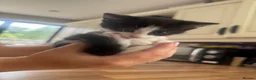 Domestic Shorthair cats for sale: 3 Beautiful Kittens Looking for Their Forever Home - Advert 22