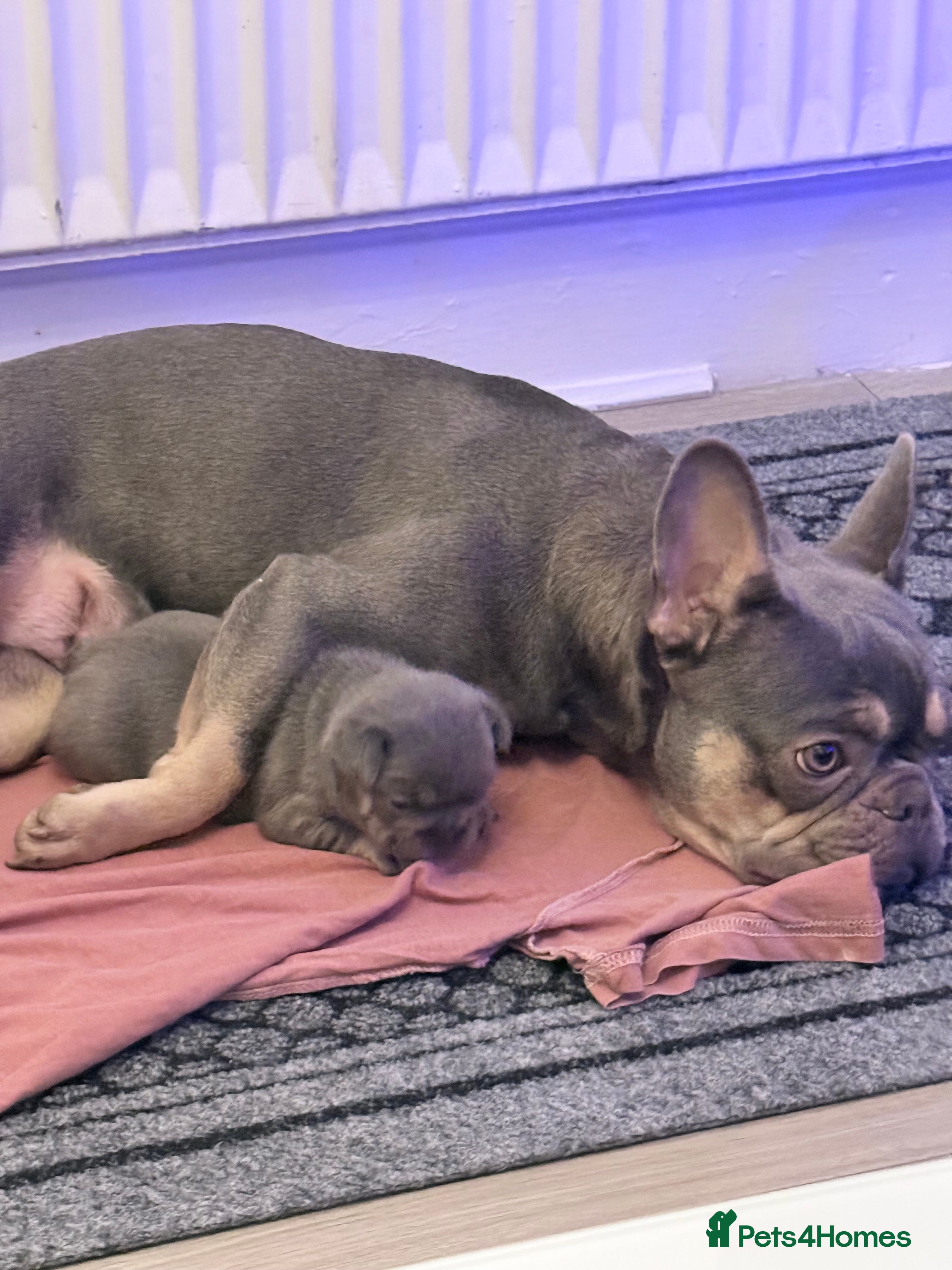 French Bulldog dogs Female French bulldog  - Advert 13