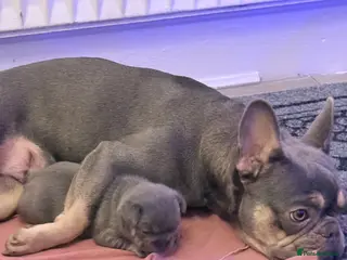 French Bulldog dogs Female French bulldog - Advert 13