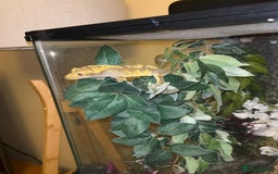Gecko reptiles for sale: Crested Gecko - Advert 4