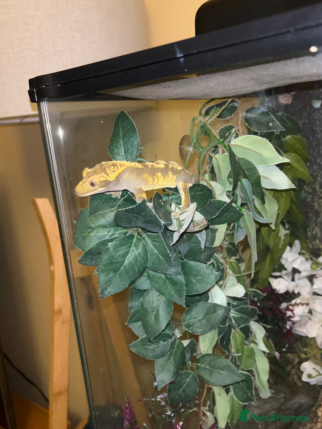 Gecko reptiles for sale: Crested Gecko - Advert 4