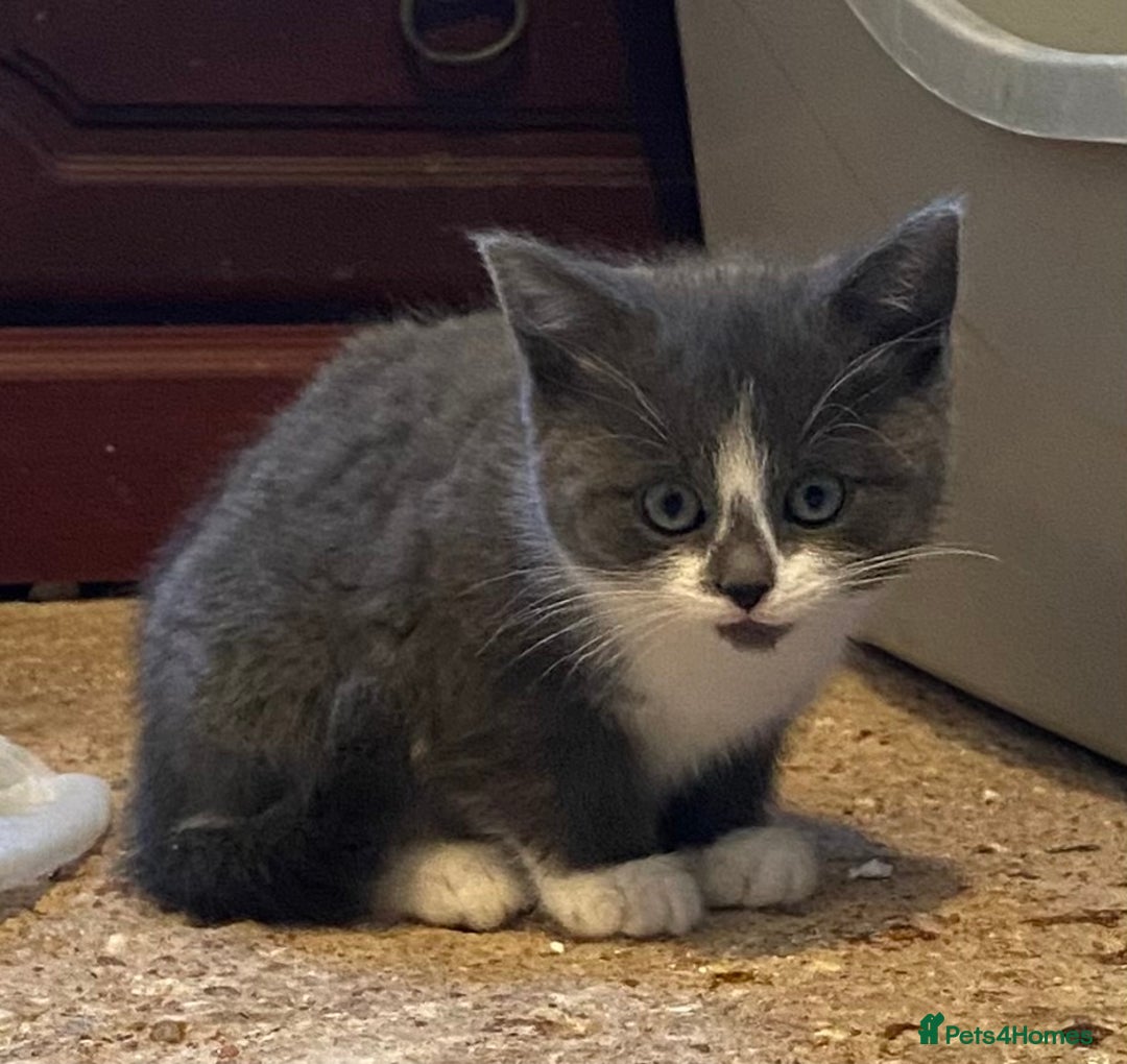 Mixed Breed cats for sale: Stunning part Siamese kittens ready now - Advert 8