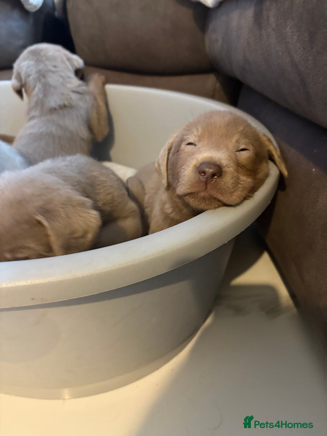 Labrador Retriever dogs for sale: Silver Labrador retriever puppies - Advert 34