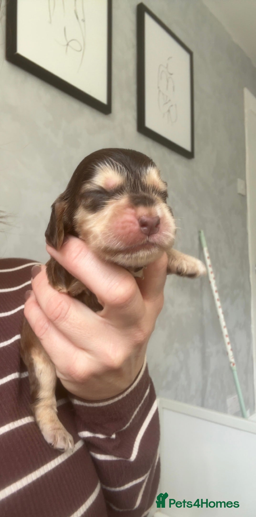 Cocker Spaniel dogs 🤎 KC show cocker spaniels 🤎 - Advert 2