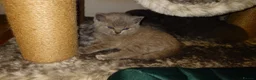 British Shorthair cats for sale: Cute babies! - Advert 7