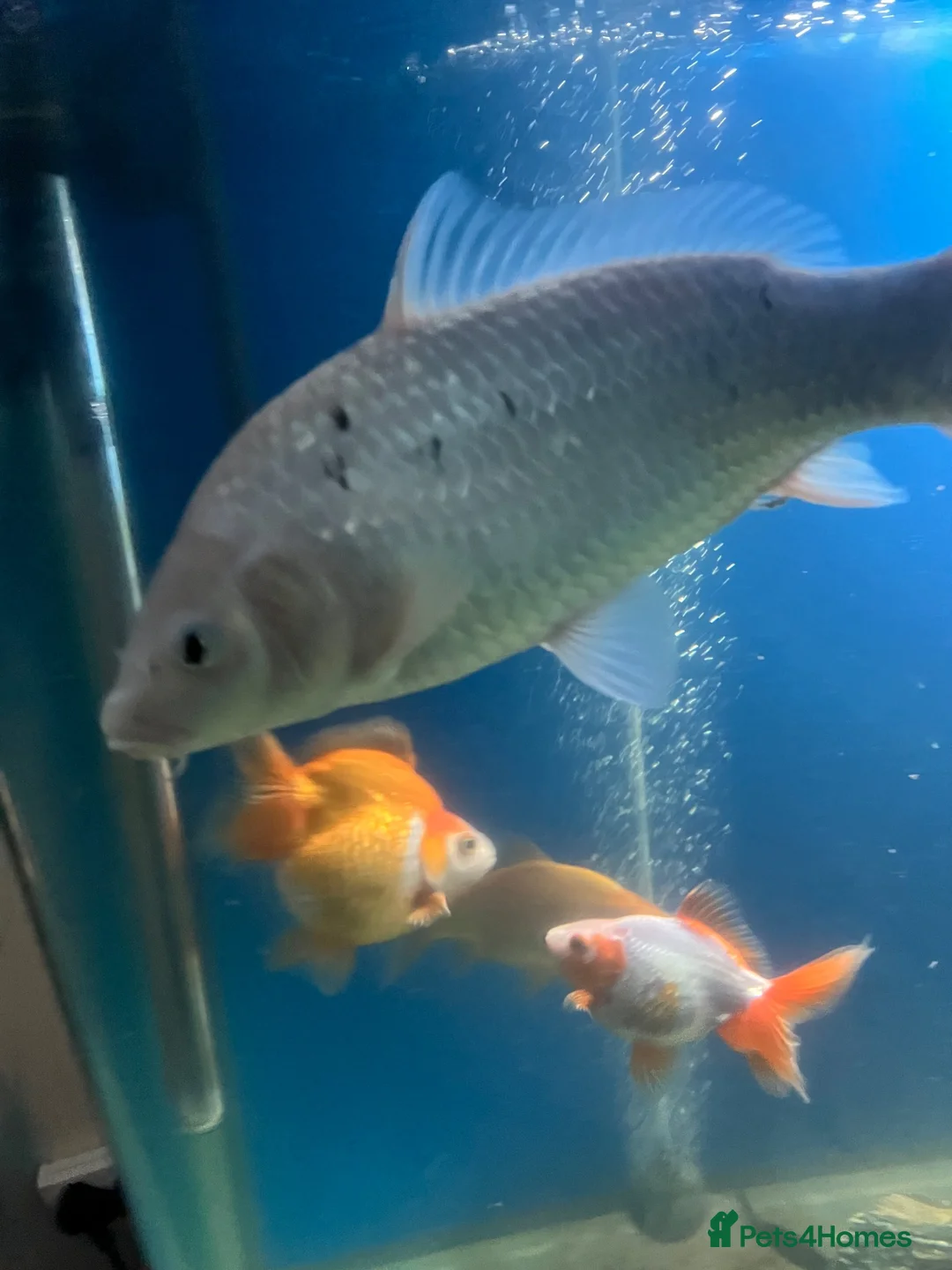 Koi Carp fish for sale: Shiro Bekko Koi - Advert 1