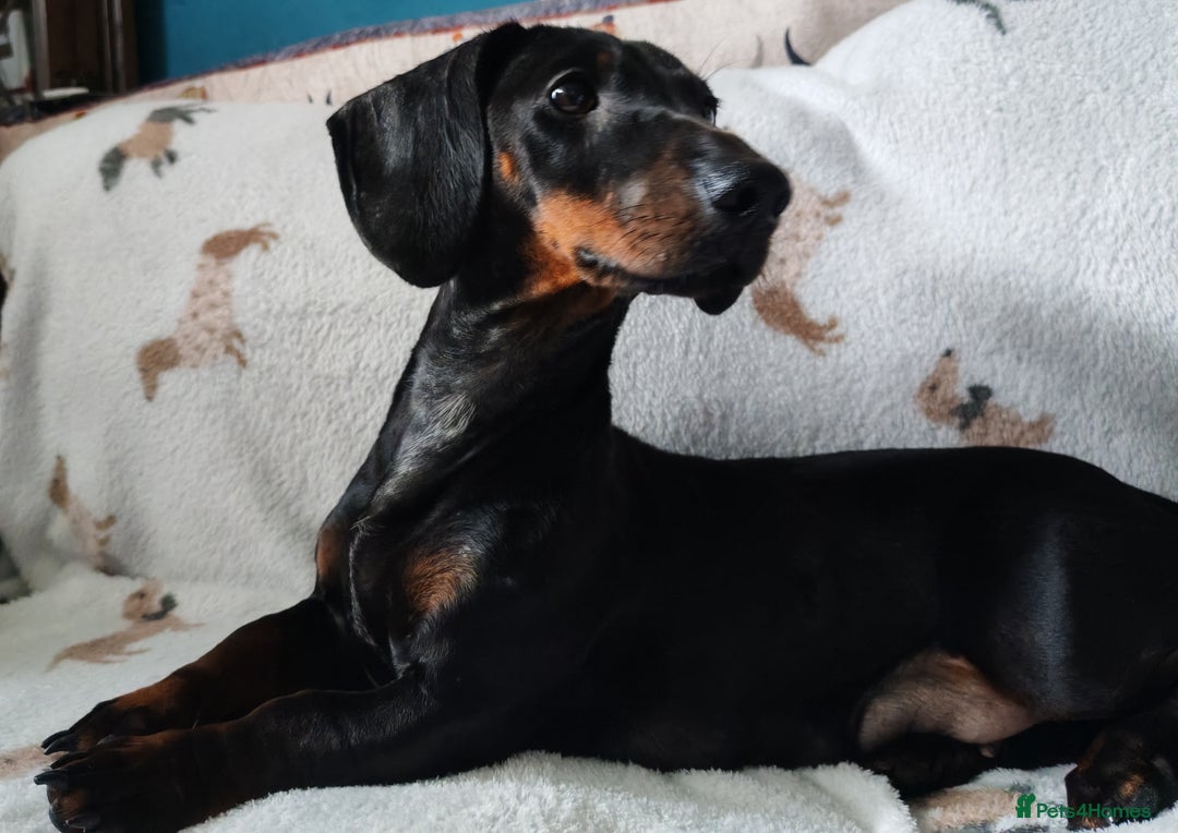 Dachshund dogs for sale: Daphne - Image 1