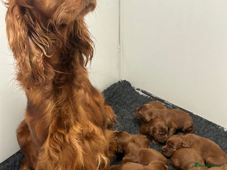 Irish Setter dogs Waiting list open on this stunning litter - Advert 5