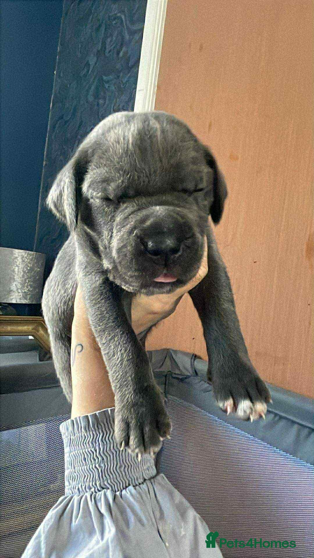 Cane Corso dogs for sale: Beautiful cane corso puppies  - Image 26