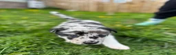 Border Collie dogs for sale: Stunning Blue Merle Border Collie  - Advert 5