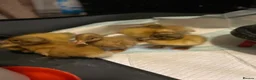 Ducks poultry for sale: Welsh Harlequin Ducklings - Advert 1
