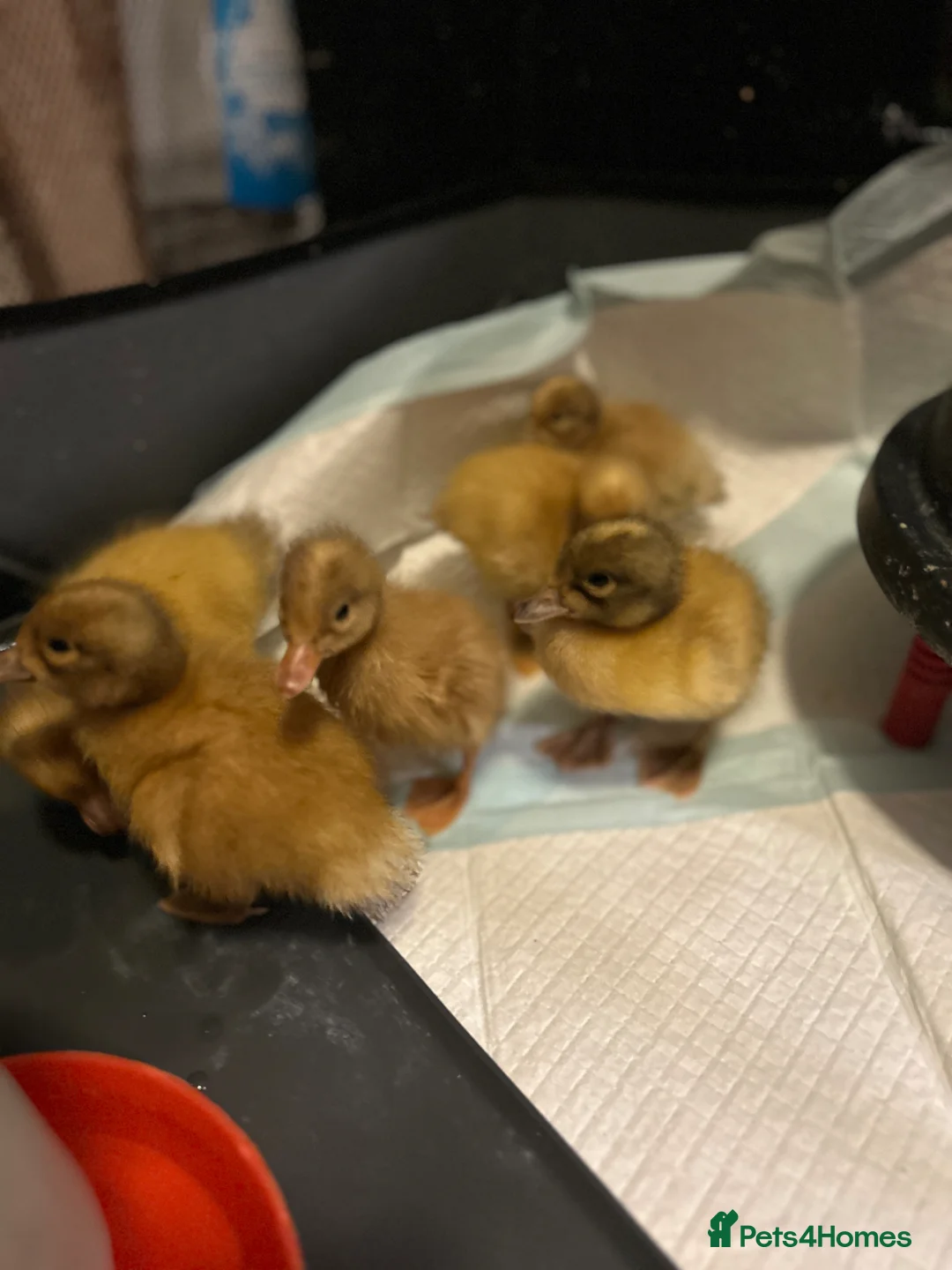 Ducks poultry for sale: Welsh Harlequin Ducklings - Advert 1