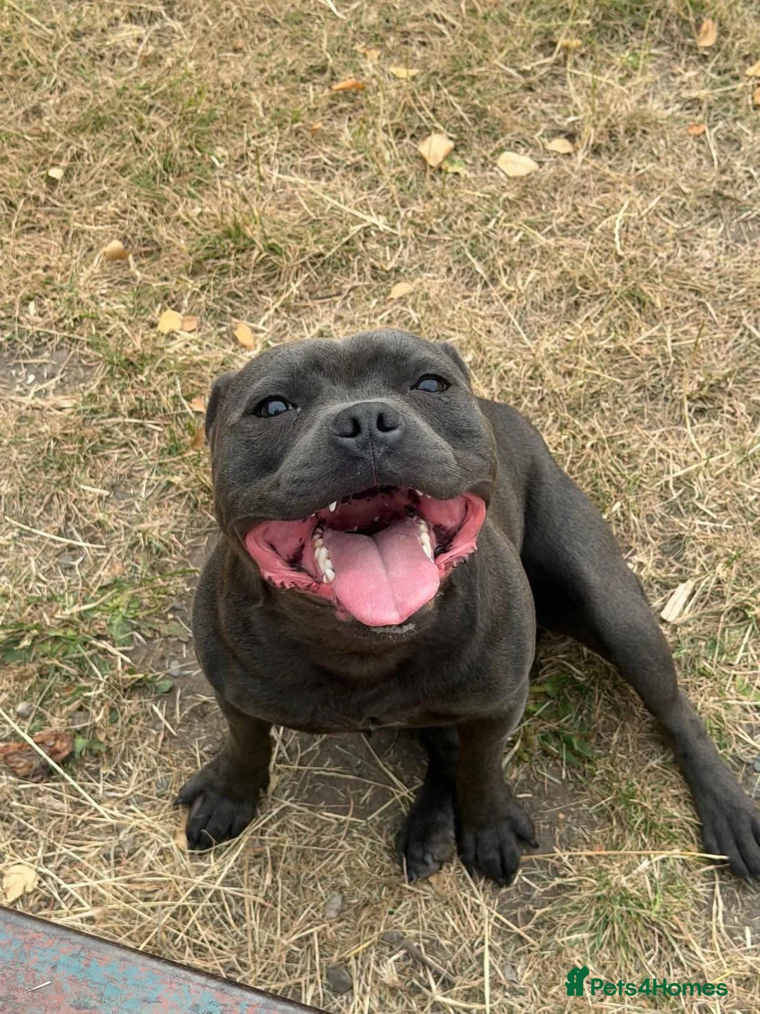 Staffordshire Bull Terrier dogs for sale: Male staffordshire bullterrier💙 - Advert 2