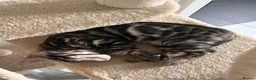 Bengal cats for sale: Beautiful Bengal Kittens, Ready now  - Advert 10