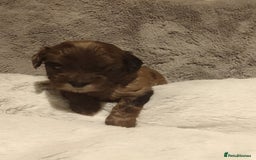 Shihpoo dogs for sale: 💕Stunning Rare F1 Merle Shoodles/Shihpoos💕 - Image 4