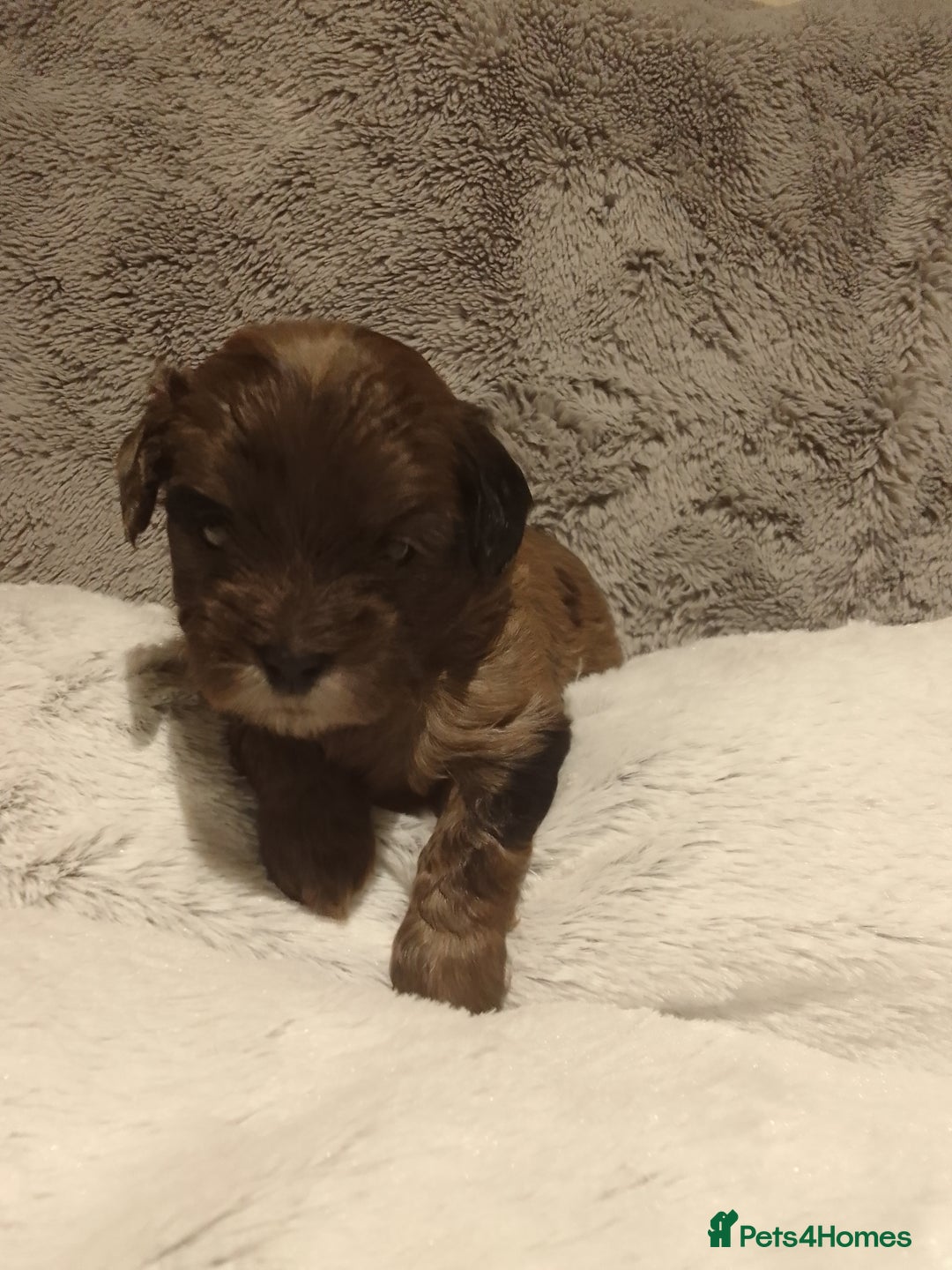Shihpoo dogs for sale: 💕Stunning Rare F1 Merle Shoodles/Shihpoos💕 - Image 4