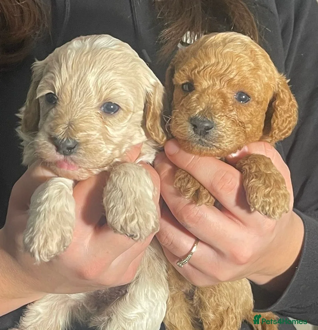 Cockapoo dogs for sale: ONLY TWO GIRLS LEFT BEAUTIFUL LITTER OF COCKAPOO  - Advert 18