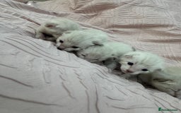 Bengal cats for sale: Adorable snow bengal kittens - Image 5