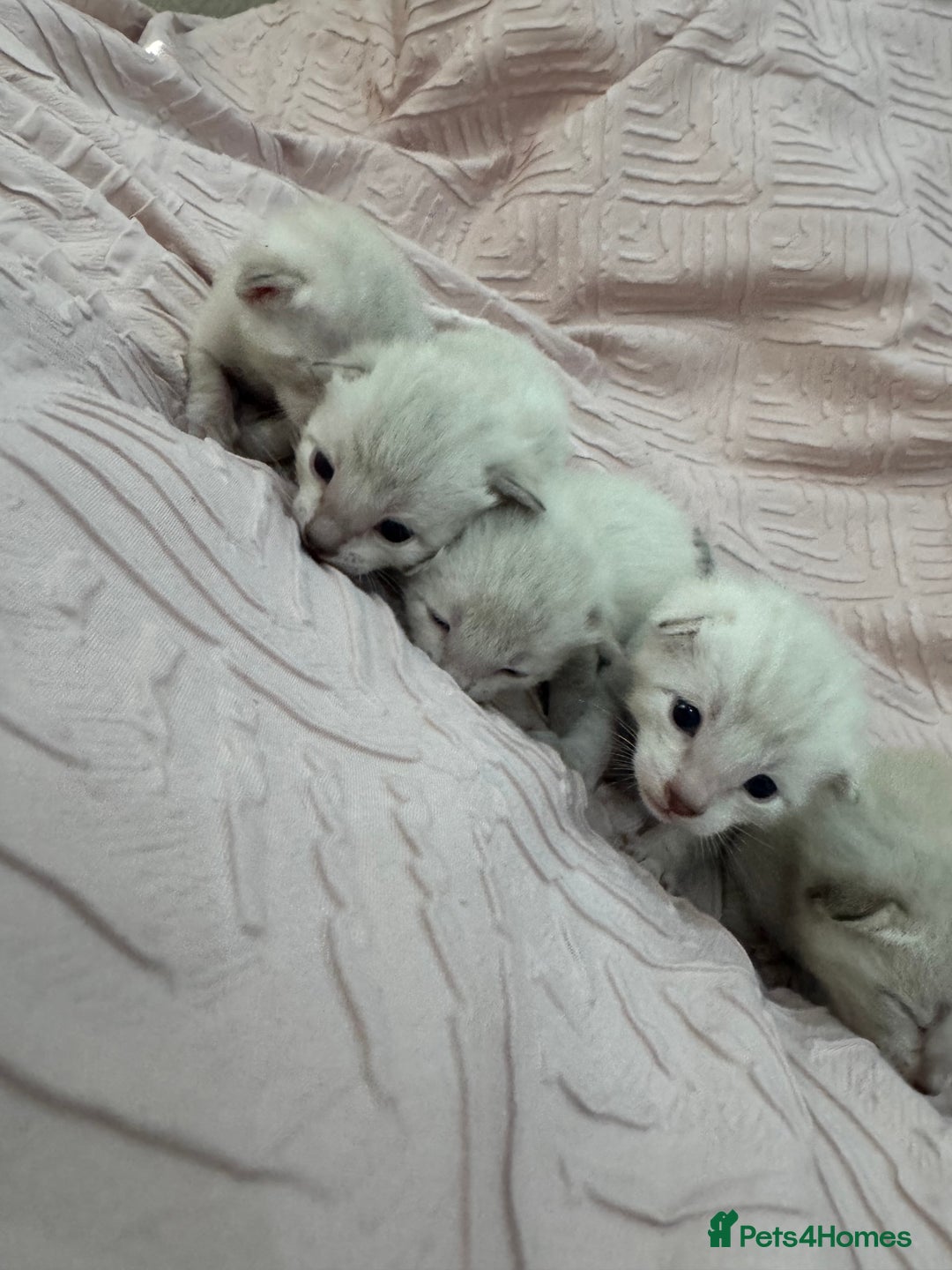 Bengal cats for sale: Adorable snow bengal kittens - Image 5