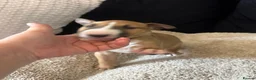 English Bull Terrier dogs for sale: English bull terriers puppies - Advert 20