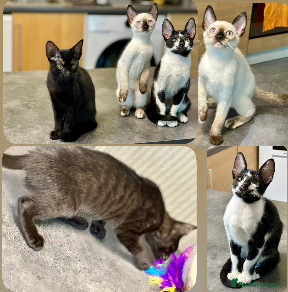 Mixed Breed cats ✨🌟Cornish Rex x Kittens Very Playful & Loving🌟✨ - Advert 6