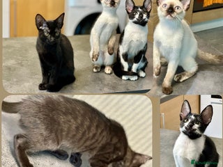 Mixed Breed cats ✨🌟Cornish Rex x Kittens Very Playful & Loving🌟✨ - Advert 6
