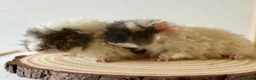 Guinea Pig rodents for sale: 2 pairs of boars  - Advert 6