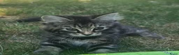 Mixed Breed cats for sale: Lovely Little Kittens for Sale in Welwyn - Advert 2