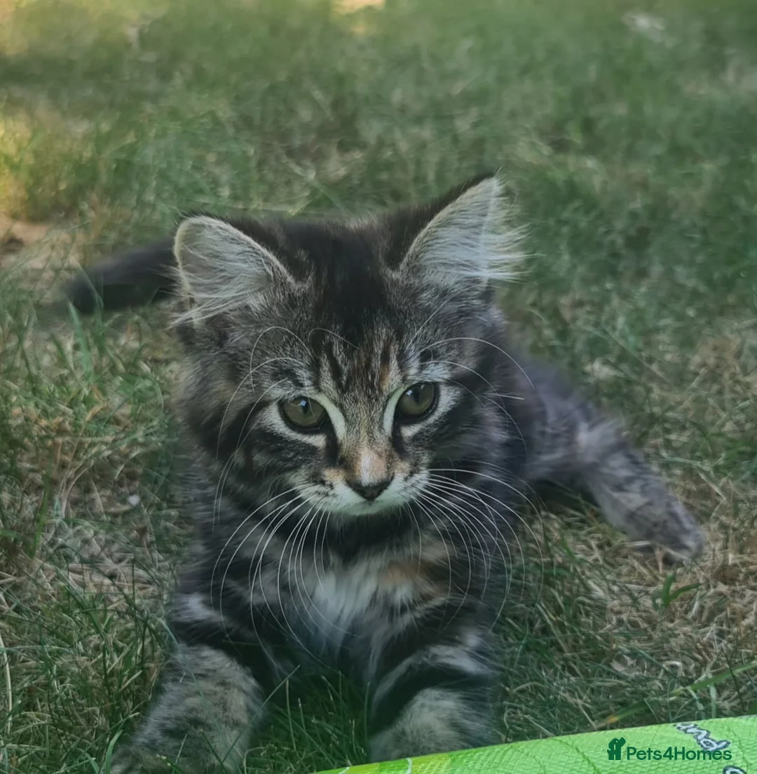 Mixed Breed cats for sale: Lovely Little Kittens for Sale in Welwyn - Advert 2