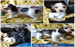 Cocker Spaniel dogs for sale: KC English Show Type Cocker Spaniel Puppies  - Image 3