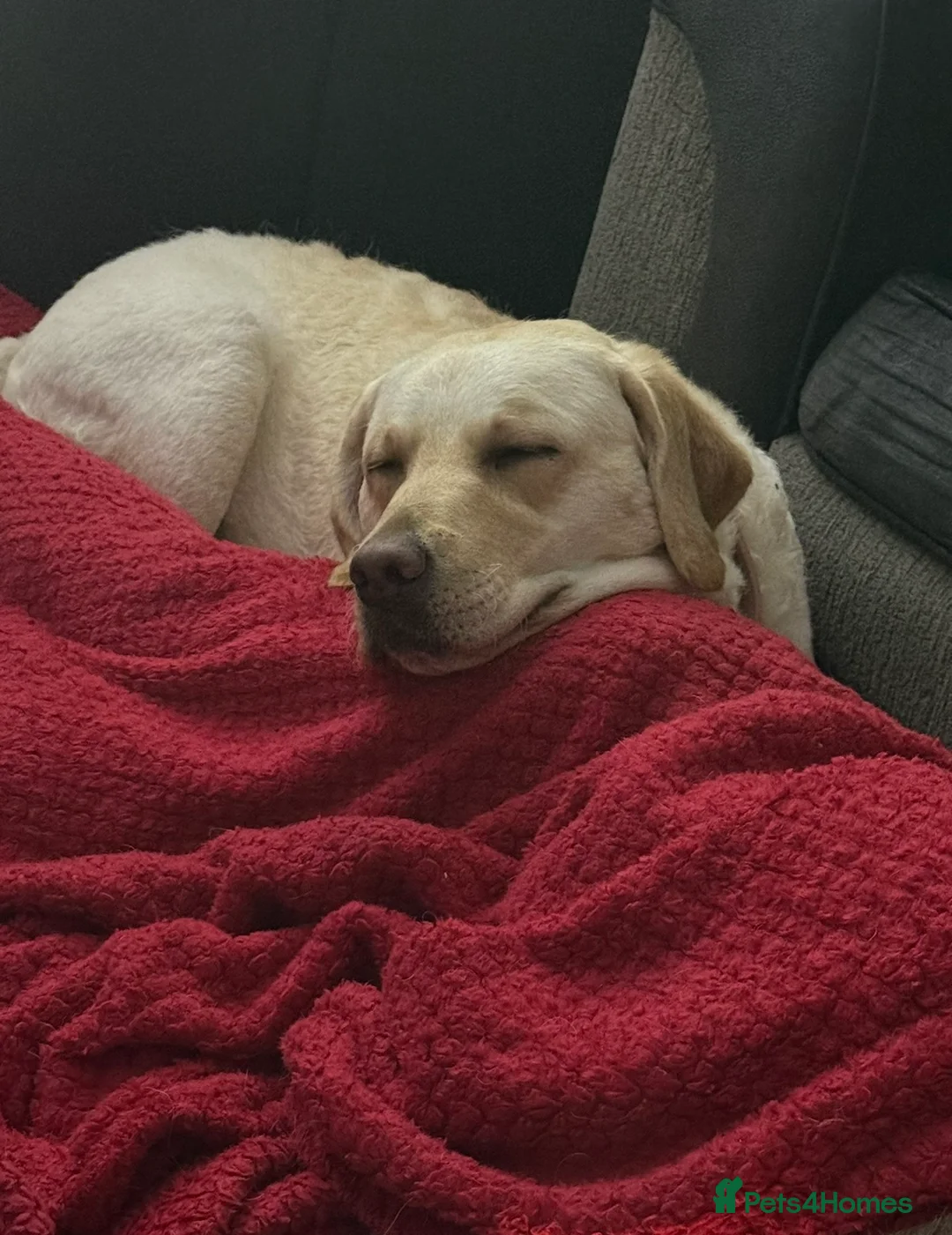 Labrador Retriever dogs for sale: Puppies Due April 2nd - Advert 2