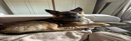 German Shepherd dogs for sale: Looking for her forever home  - Advert 4
