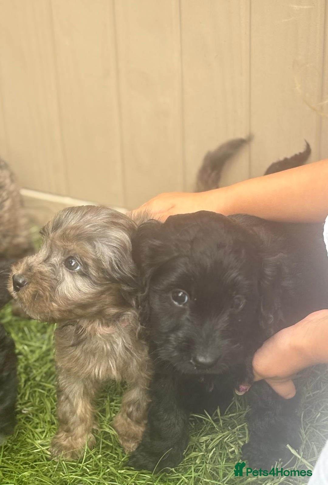 Cockapoo dogs for sale: Gorgeous cockapoo puppies - Image 31