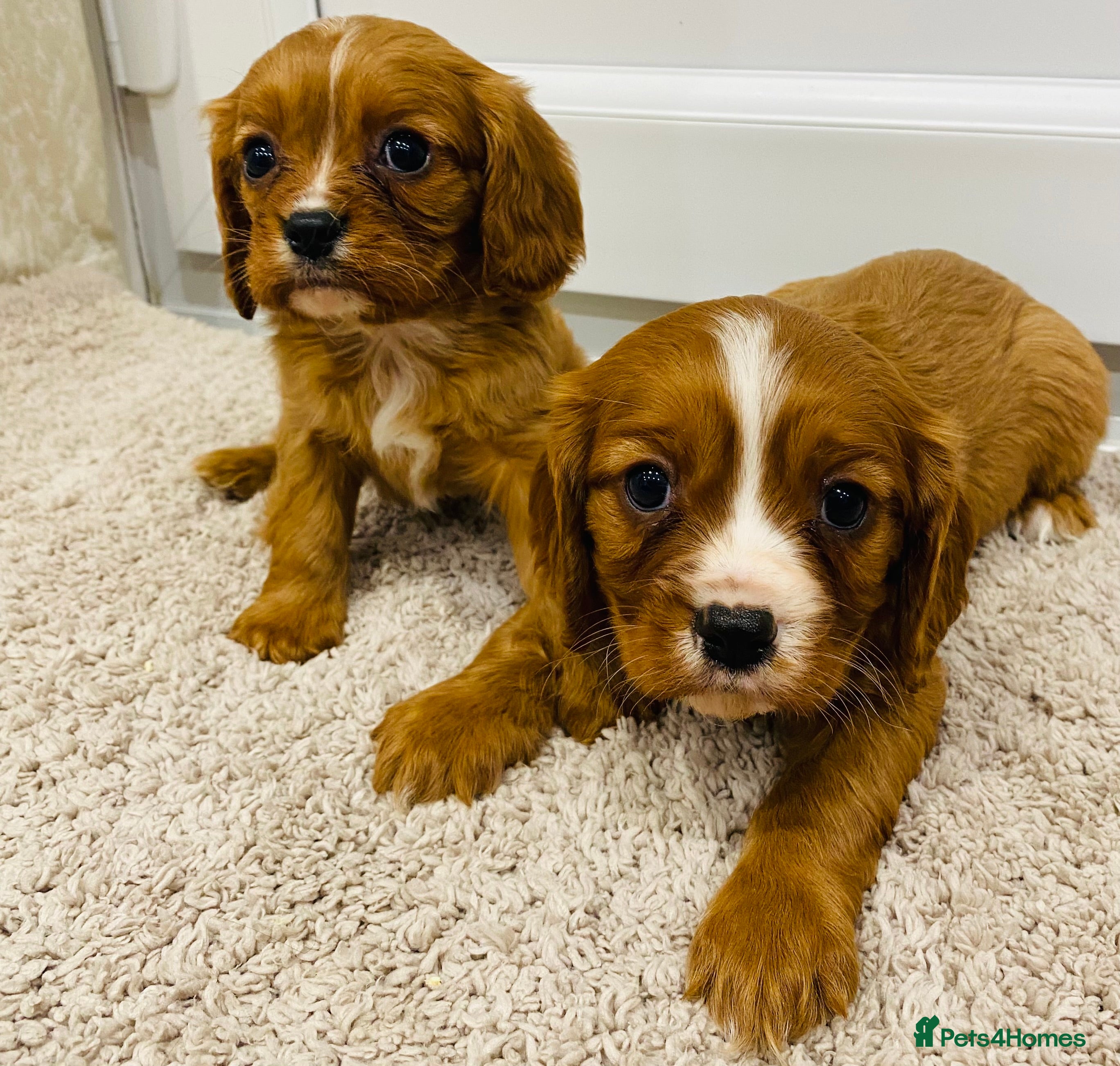 Cavalier King Charles Spaniel dogs Cavalier King Charles puppy’s  - Advert 1