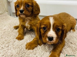 Cavalier King Charles Spaniel dogs Cavalier King Charles puppy’s - Advert 9