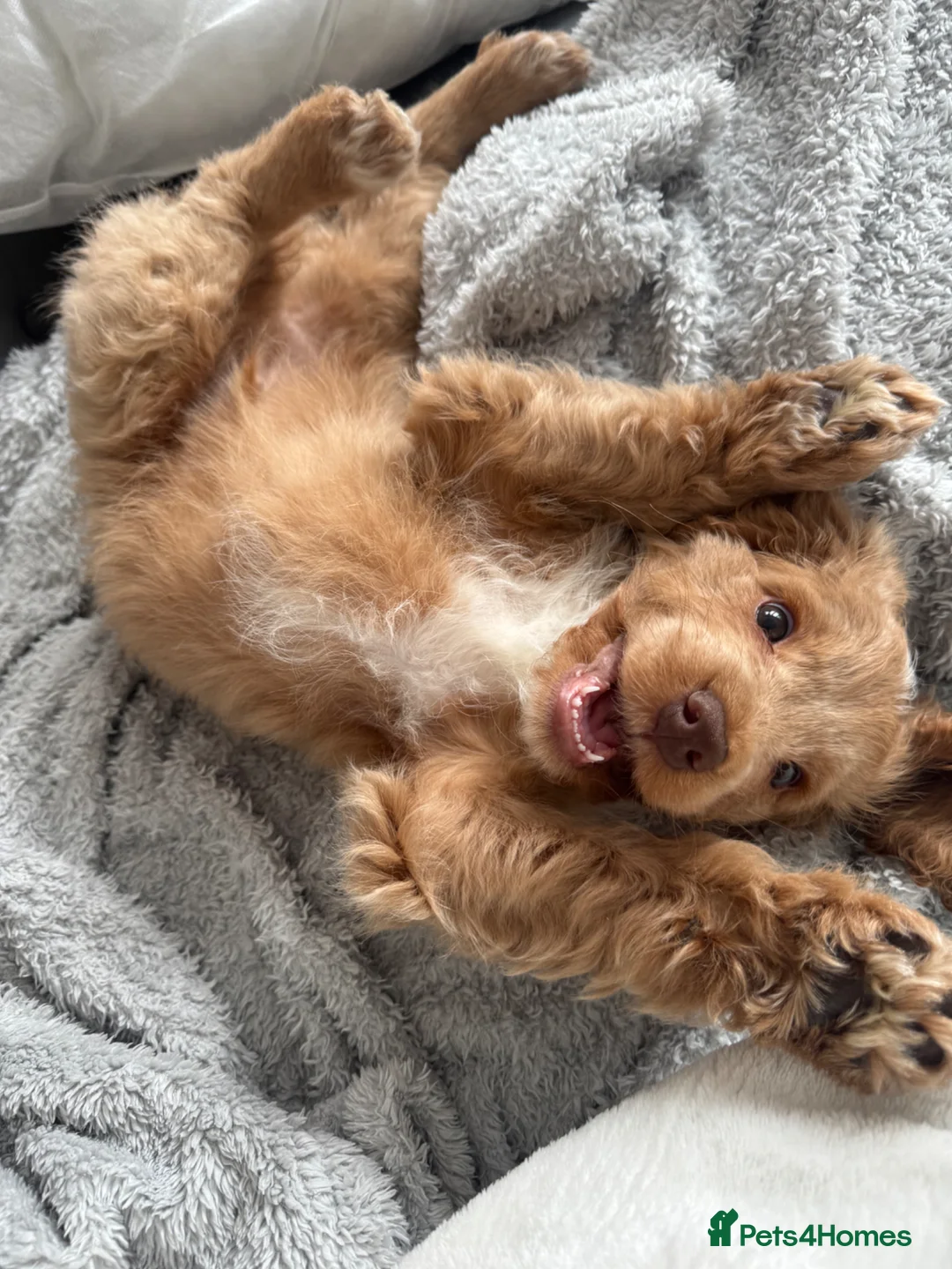 Cockapoo dogs for sale: Beautiful cockapoo puppy looking for a loving home in Enfield - Advert 1