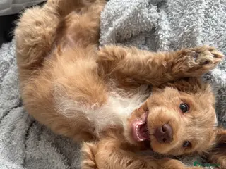 Cockapoo dogs Beautiful cockapoo puppy looking for a loving home - Advert 2