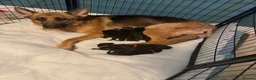 German Shepherd dogs for sale: 10 beautiful German shepherd puppies - Advert 1
